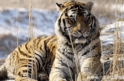 武松打虎广为人知,人类真能徒手打死老虎吗?专家给出了答案