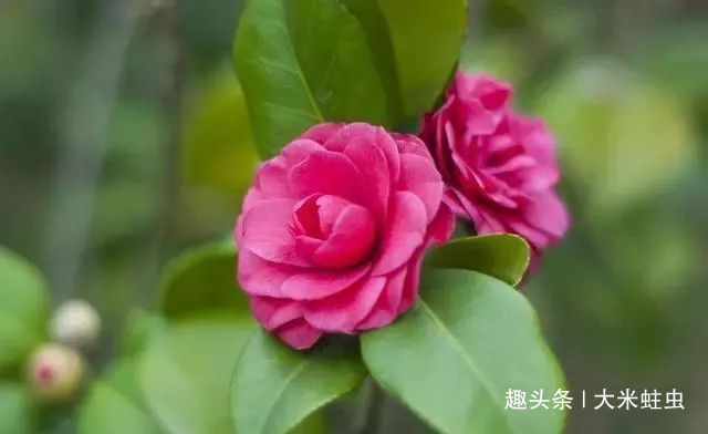 茶花浇水不当,花苞哗哗掉,教你一个小技巧,浇水不用愁