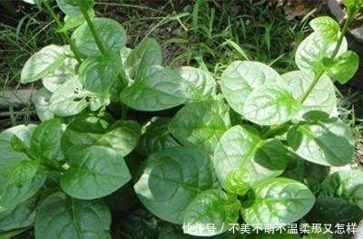 盆栽|家里种上这6种盆栽蔬菜,不长虫不用药,一年到头都吃不完!