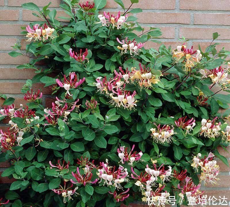 牡丹|不抽烟不喝酒,也要种此花,比牡丹还美,花开220天不落,易成活