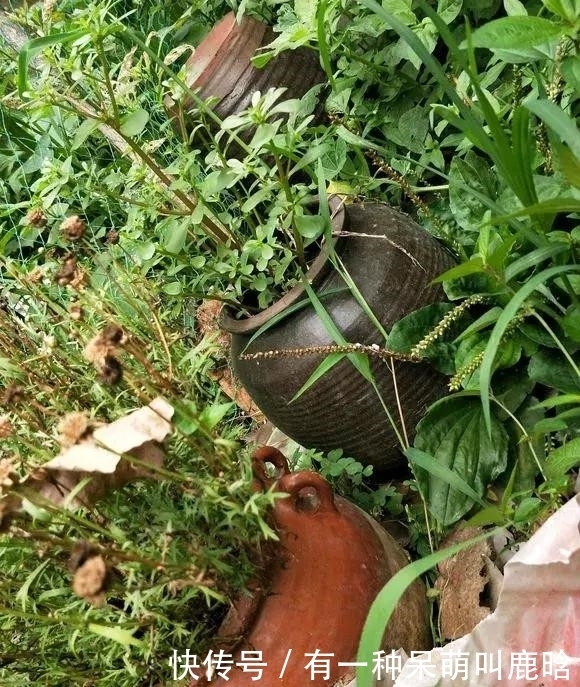 邻居捡破烂养花,全家都反对,栽上花后都笑了!