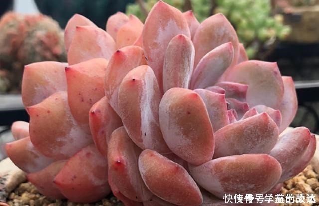 养护|什么季节给多肉植物换盆合适换盆应该注意什么问题之后怎么养护！