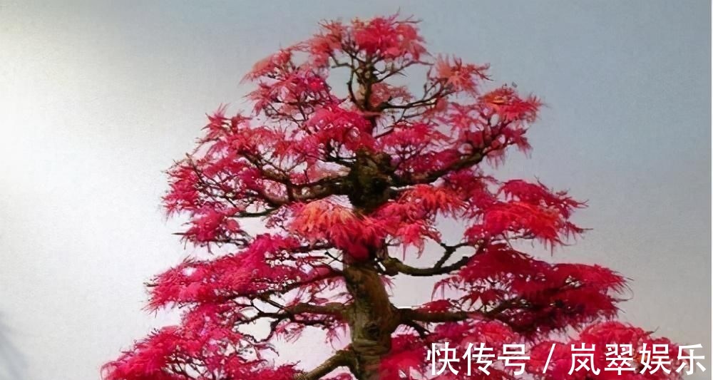 梅花|苏派盆景极具名气,这6种盆景做法精妙、极具自然之感,价值高