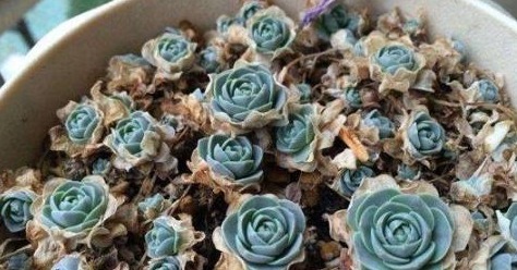 “懒人最爱”的多肉,养上几盆,不用费心管理,好养又省心!