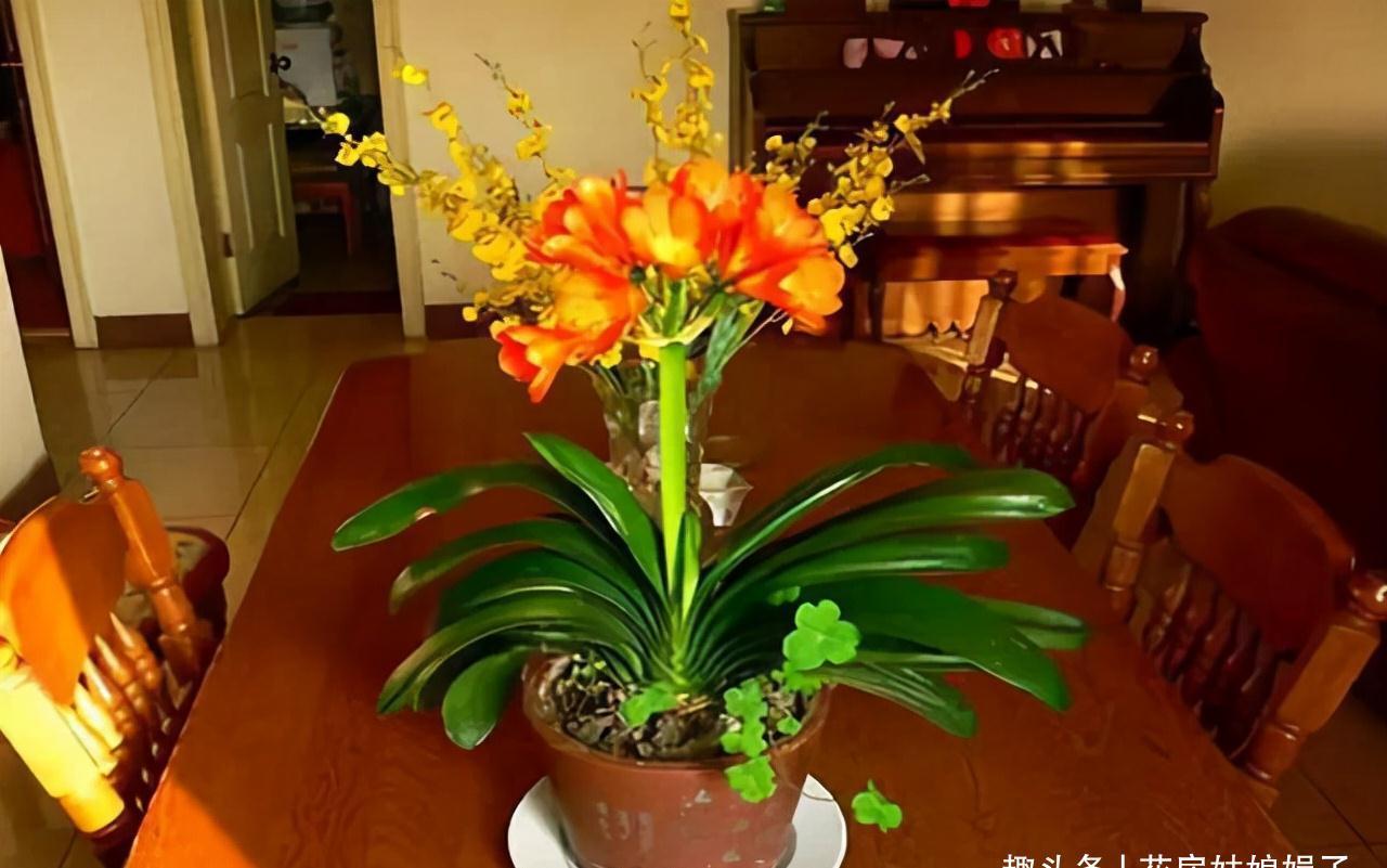 冬天养君子兰,满足它8个要求,花箭蹭蹭窜,开花就这么容易