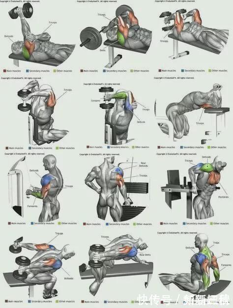 动作|健身房训练最全动作图谱，覆盖身体每个部位