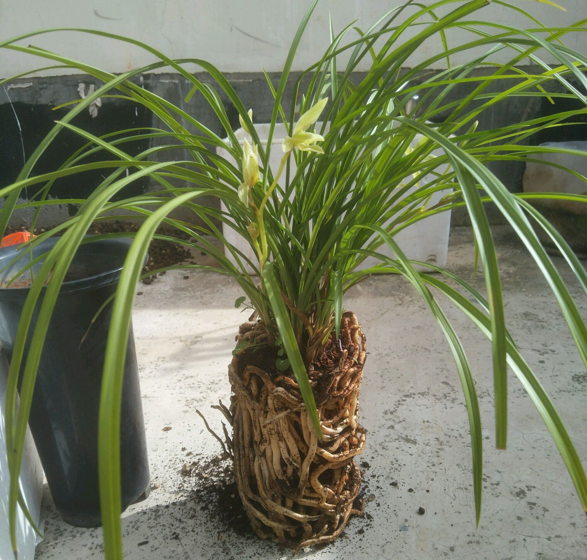 新手养兰花,把握几个关键点,兰花不黄叶烂根易出水晶头