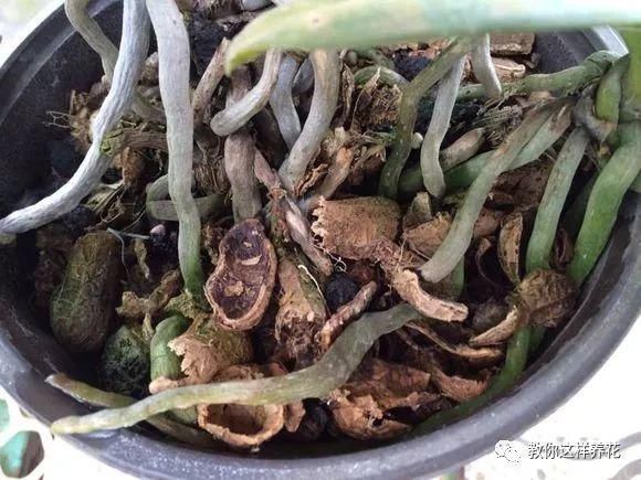 老花匠:扔4种“东西”,就是扔钱,比花肥还好用,不花钱!