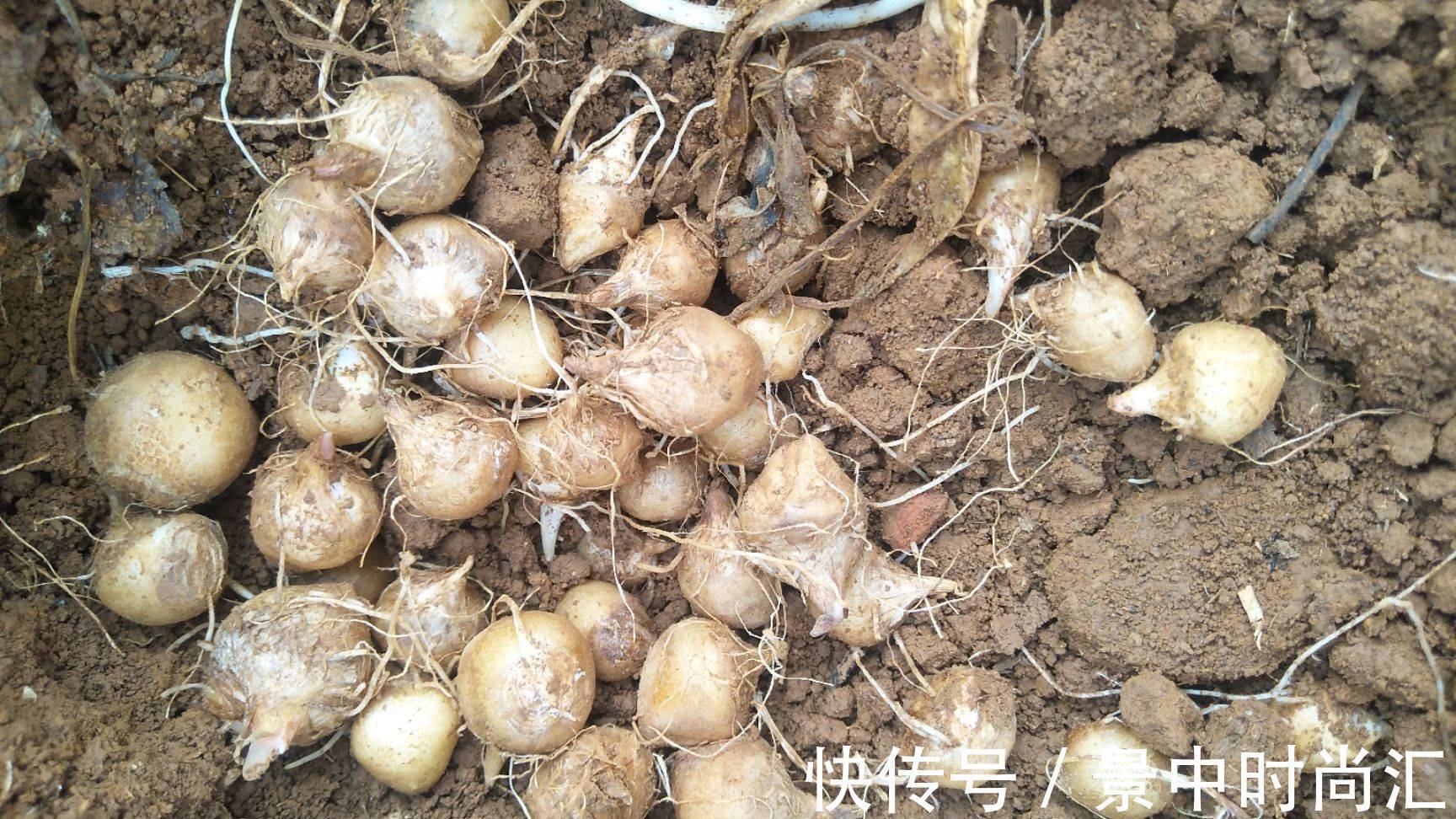 蓖麻子|农村5种常见的野果有毒,不能吃要警惕,但价值珍贵,你知道多少