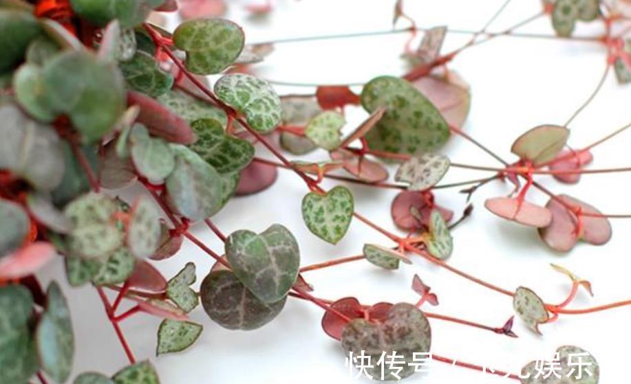 此款花卉便宜又好养，全年都能开花，天天有花赏！