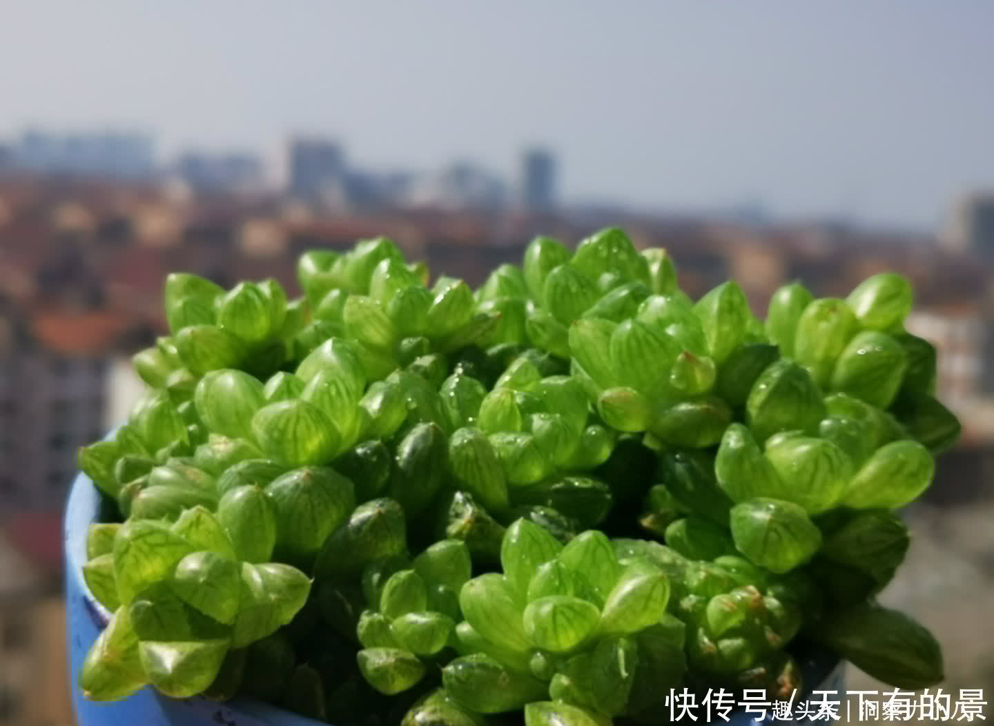 这“三多肉”太强悍，“叶片掉落”就能生根，轻松繁殖出一大片