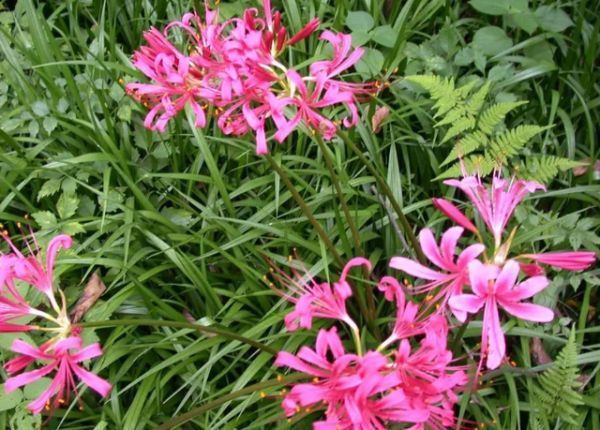 蒲公英|春来野菜香,哪些能敞开吃哪些坚决不能碰采挖时,请分辨清楚