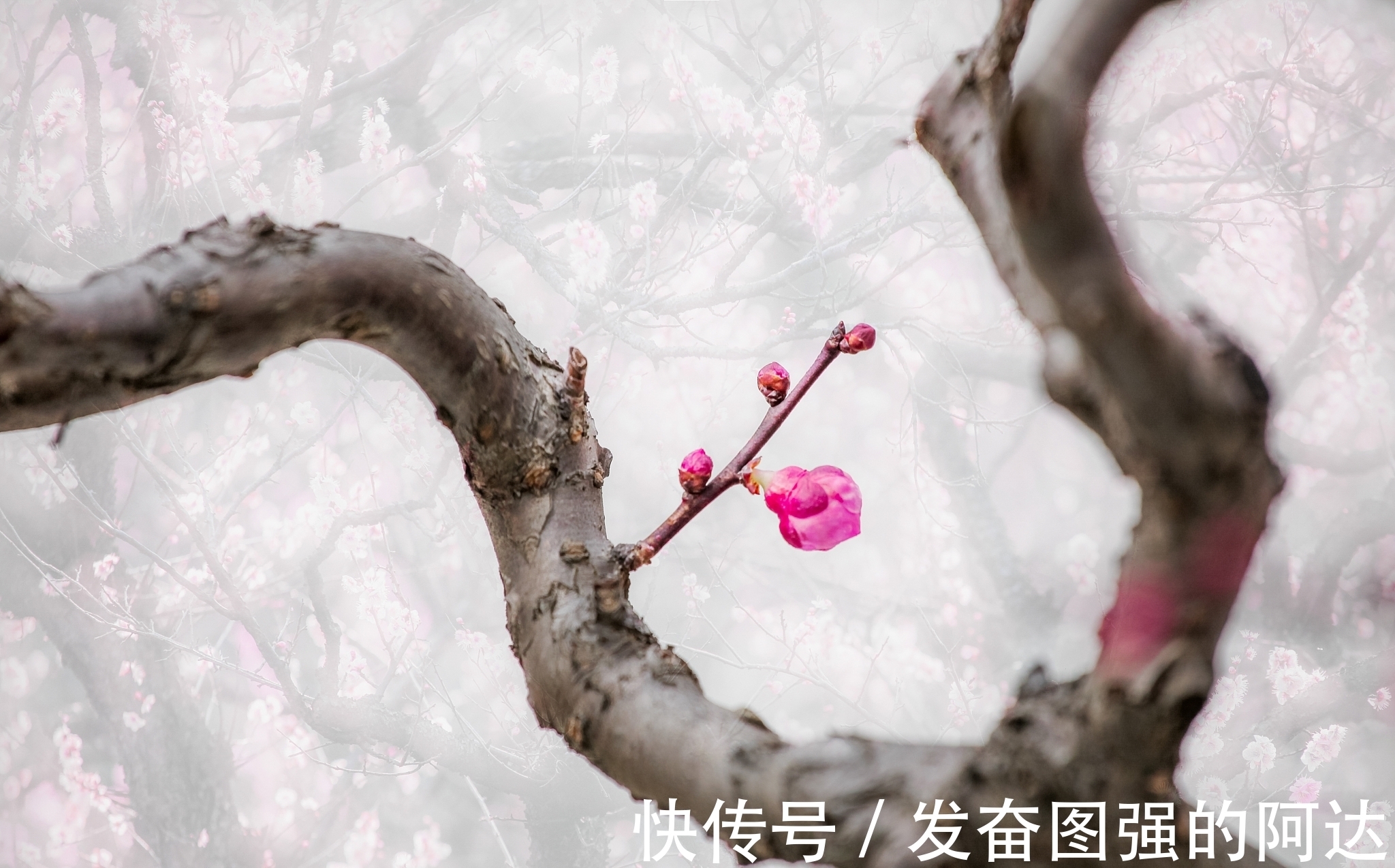 背景|要想玩好梅花盆景，这些背景知识我们要了解
