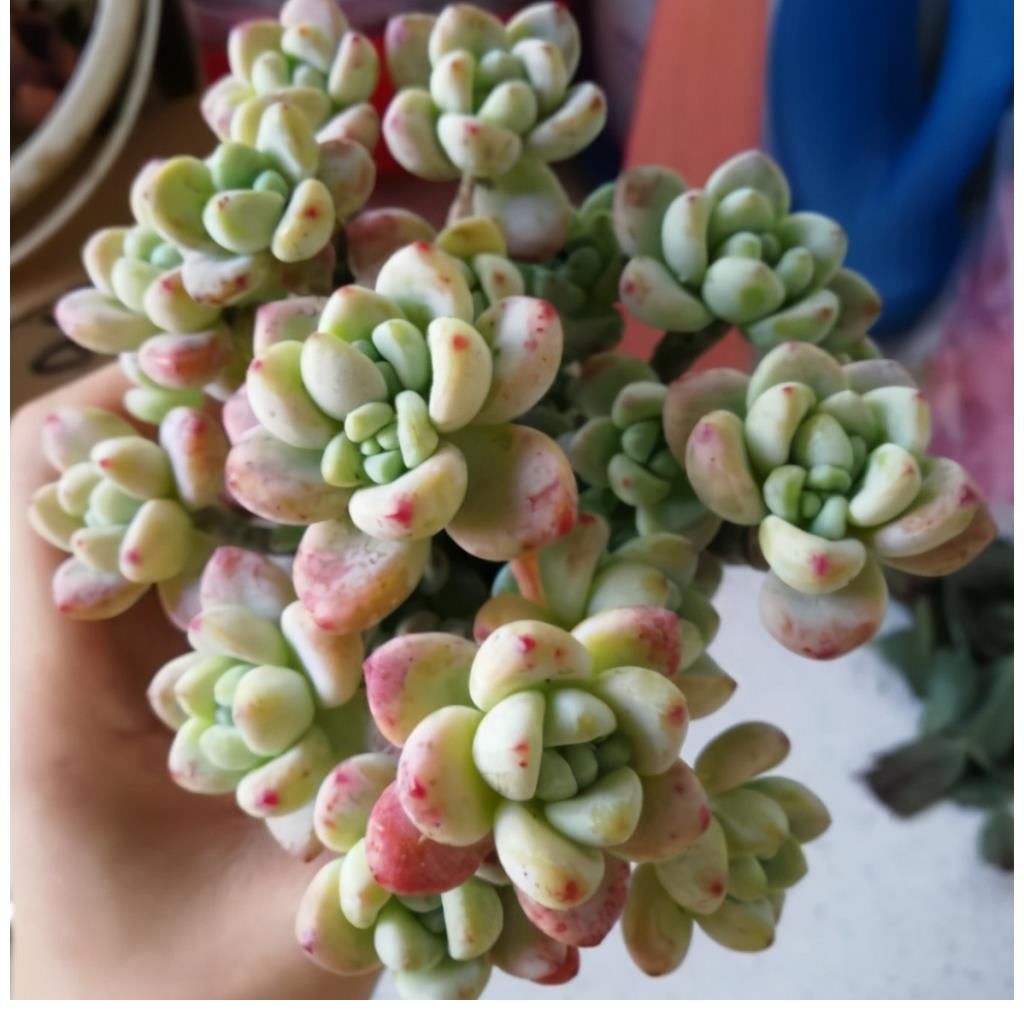 玉蝶玉蝶|这5种多肉是度夏困难户，新手要慎养