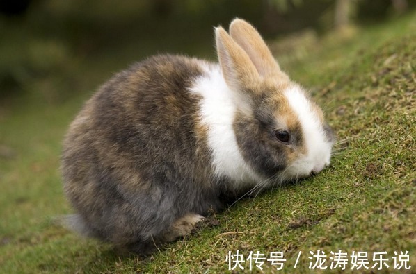 兔子|生肖兔，你名字中若带有这些“字”，一生菩萨保佑，衣食无忧！