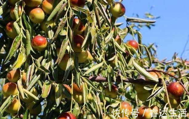 鸡蛋|糖尿病人吃鸡蛋，可以吃蛋黄吗？忠告：真正要少吃的是几种常见菜