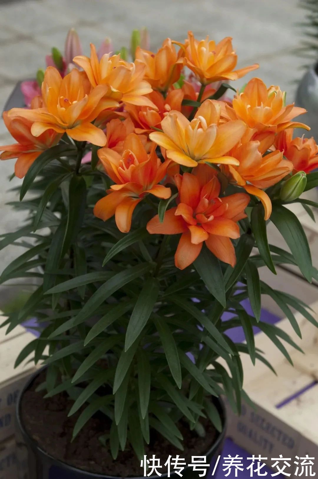  盆栽|冬天室内养盆栽百合，花朵开败叶子不剪，给肥给阳光，春暖就开花