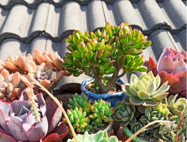 diy|别人不要的烂木桩,我捡回家种多肉,价值翻了20倍!