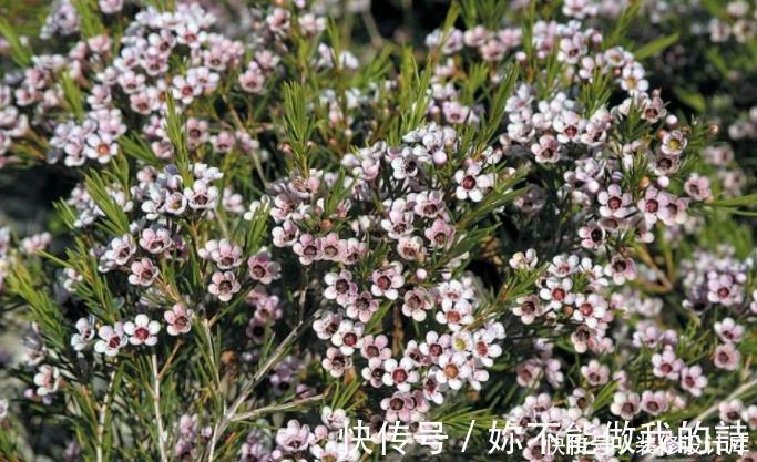 腊梅|今年流行的一款“花卉”,比腊梅好养,而且四季能开花!