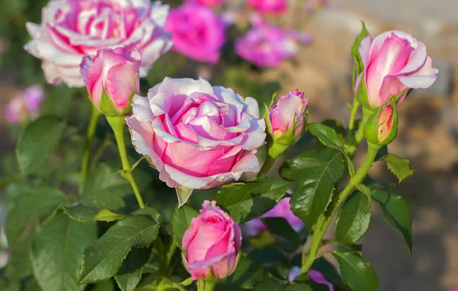 花草老桩有姿态,这些植物不适合老桩,我分析原因供你参考