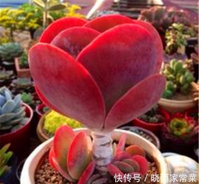 多肉唐印最省心,随便砍一刀,轻松长爆盆,红红火火超喜庆