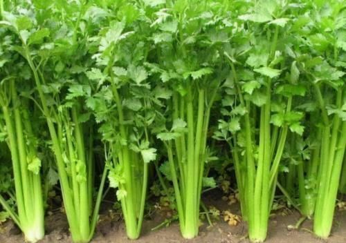 肠胃|女性到了中年想要肠胃好,夏天多吃三种食物,延缓衰老,养护肠胃