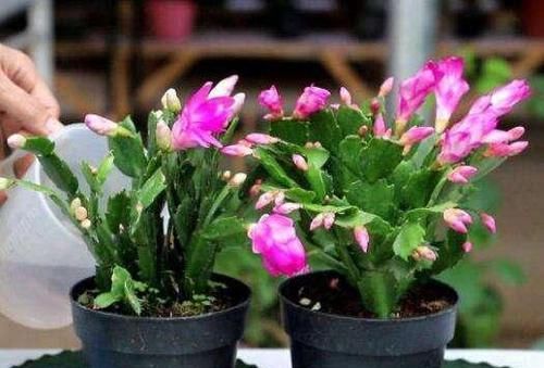  回家|蟹爪兰买回家，花苞干瘪了？此样做，25天满头又花苞