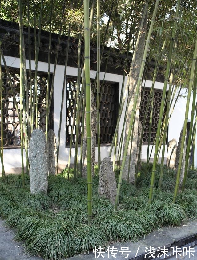 院子里种竹子好一朝种竹,十年挖根!