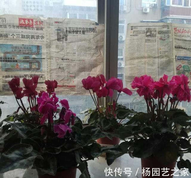 缓解|仙客来晒太阳容易倒伏,莫急,给它戴个帽子能缓解