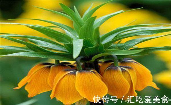 锈病|养花试试这款,花色艳丽,是珍贵的药材