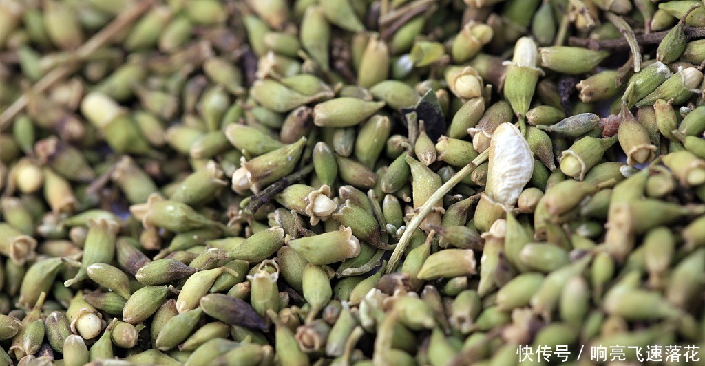 为什么很多农村人都喜欢吃槐花,有什么益处吗