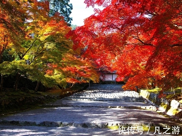 寺院|2021年11月京都红叶观赏信息