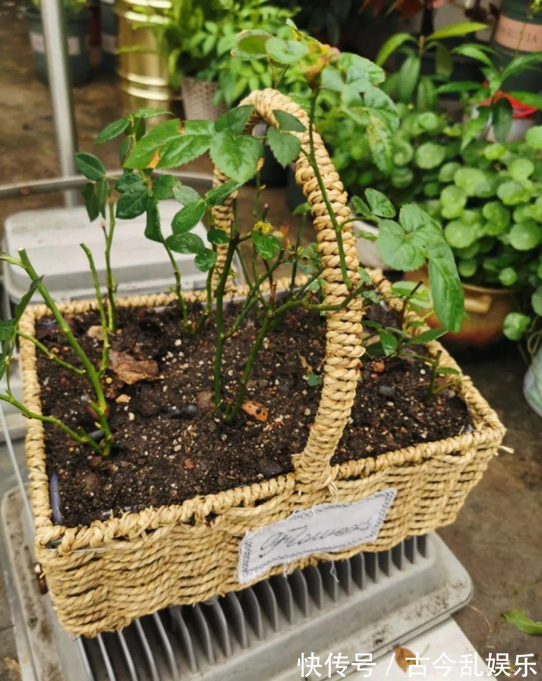 养花技巧：8种情况不能施肥，跟毒药一样，浇完花就玩完了