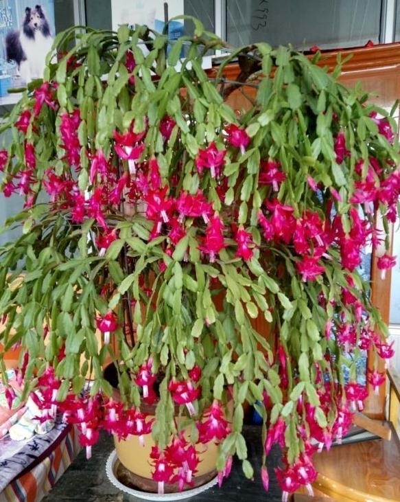 2种“垃圾”不要扔,是养花的“花肥王”,蟹爪兰吃一点就花爆盆