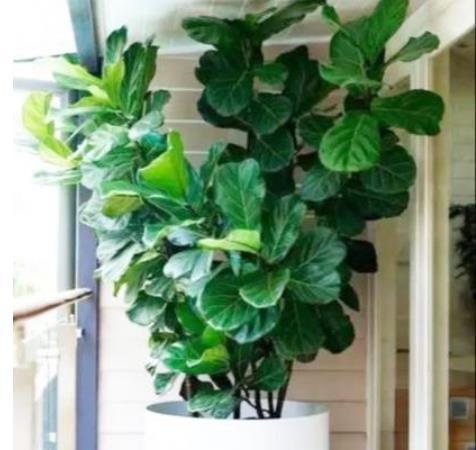 常春藤|4种花很耐养,沾土就能活,不仅能净化空气,还能旺财镇宅好