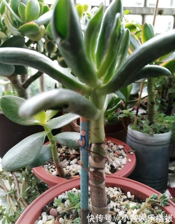 秋季玉树长的快，做到“1剪2喂”，主干变老桩，新叶又胖又圆