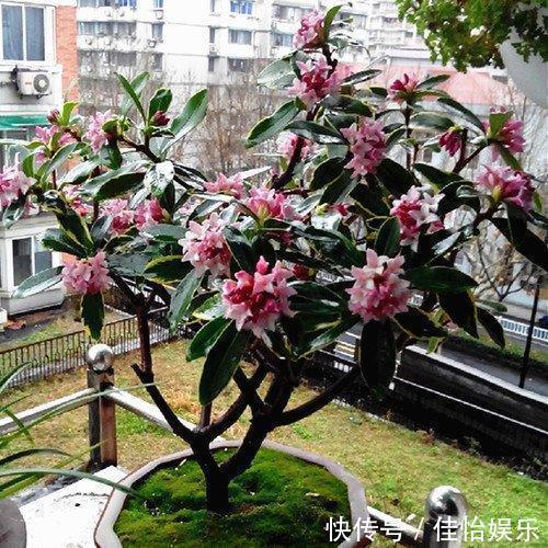 柠檬树|3种“香香树”,剪个枝丫,插土里,15天生根,开花满屋香