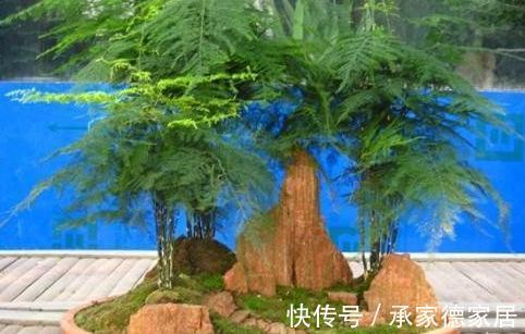 有害气体|文竹干枯怎么救,方法对了还你一盆绿色健康的文竹