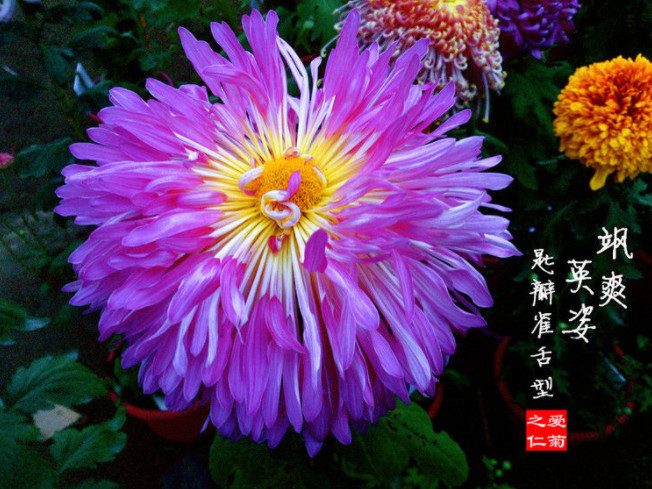 喜欢菊花,不如养盆“菊中珍品”,似白鹅逐波,优雅百媚