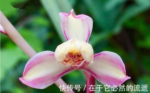 兰种|这2款难得一遇的珍品兰花，花色美艳，花型稀少，新手都能养好