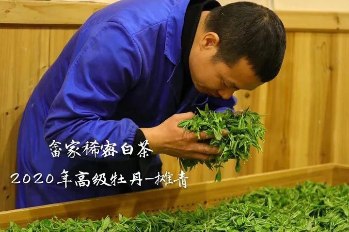 浑身|白茶浑身是“宝”，难怪越来越多的茶友开始喝白茶！