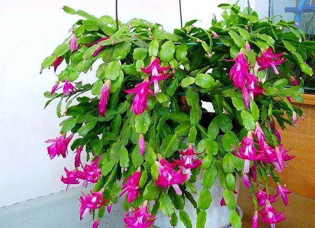 蟹爪兰度夏,经常喷点“这种水”,叶片不瘦不脱落,安稳过夏天