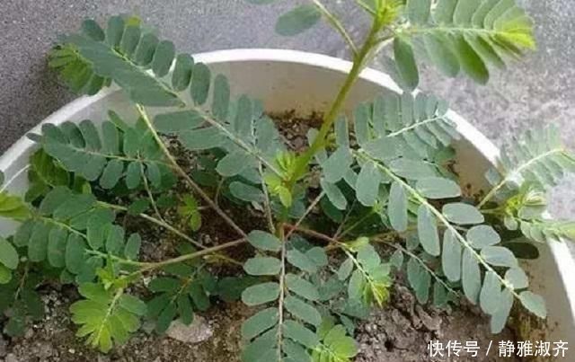 扎堆|农村异草扎堆，可惜无人识全当作野草，此物名为鸡骨，药效很惊人