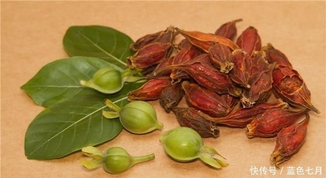 栀子泡茶的功效与作用,栀子茶还有这些禁忌要注意