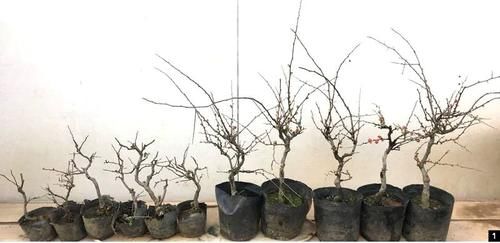 11株苗扎堆，不是柴火，而是一道苍山叠翠山水风光的水旱盆景！