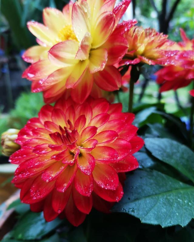 动作|六月养大丽花,勤做“三动作”,枝干粗壮不倒伏,一次绽放上百朵