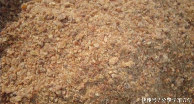 君子兰叶子长得好看,花盆里加2种“材料”,肥力充足!