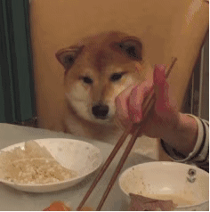 |搞笑段子王：为了一口吃的，猫咪就这么被主人骗了