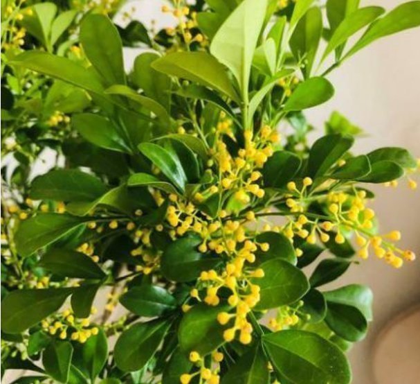 种花|4种花漂亮又好养，比牡丹好看，养在哪里都爆盆，好运到来