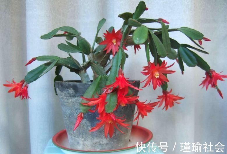 美极了|三种东西扔了很可惜,随手一砸扔进花盆里,养啥都爆盆,美极了